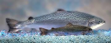 Transgenic Salmon 